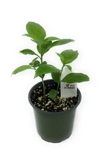 Flowerpotnursery night bloomin for sale  Loranger
