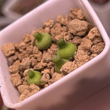 Exact plant 3pcs for sale  GLASGOW