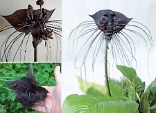 Pflanzen fledermaus blume gebraucht kaufen  Kaiserslautern