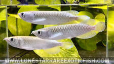 Jardini arowana scleropages for sale  Livingston