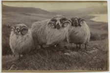 Shetland sheep rams d'occasion  Expédié en Belgium