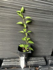 yellow plants flower bell for sale yellow plants flower bell for sale Martin