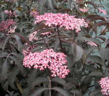 Sambucus blue sheen for sale  CRANBROOK