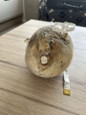 Taxidermy puffer fish for sale  ASHINGTON