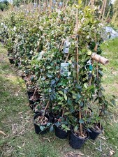 Scented star jasmine for sale  EGHAM
