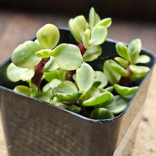 Portulacaria afra variegata for sale  Chula Vista