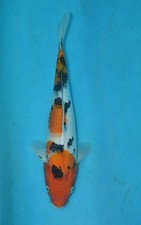 Sanke koi carp for sale  Estill