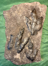 Large anchisauripus dinosaur for sale  Brooklyn