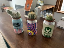 Cacti cactus plant for sale  SHEFFIELD