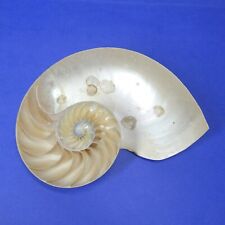 Chambered nautilus shell for sale  Bremerton