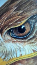 painting eagle original large for sale painting eagle original large for sale Beaumont