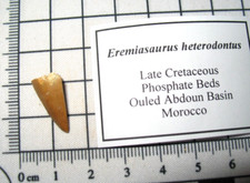 Cretaceous mosasaur reptile for sale Cretaceous mosasaur reptile for sale  WAKEFIELD