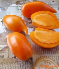 Bio tomatensamen buratino gebraucht kaufen  Leipzig