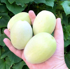 Dragon egg cucumber for sale  FERRYHILL