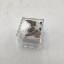 Natural alligator teeth for sale  Cass City