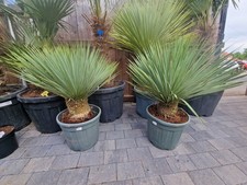 Yucca rostrata 100 for sale  SHEFFIELD