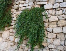 Cappero capparis spinosa usato  Trappeto