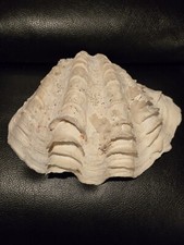 Large ruffled half for sale  Donnelly