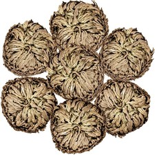 Pack rose jericho for sale  Los Angeles
