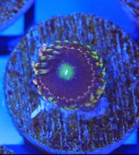 Bozo birthday zoa for sale  Placentia