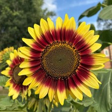 Girasole autumn beauty usato  Trappeto
