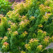 Acer palmatum koto for sale  UK