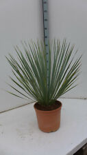 Yucca rostrata 60 gebraucht kaufen  Düsseldorf