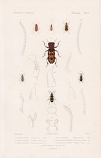 Käfer Beetle Scraptia Fusca Insecte Gravure Acier Cuvier 1849 comprar usado  Enviando para Brazil