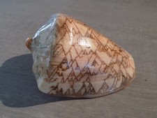 Coquillage new volutidae d'occasion Coquillage new volutidae d'occasion  Saint-Juéry