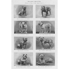 Bulldog beauties antique for sale  GLASGOW