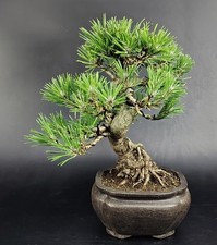 Bonsai pino nero usato  Venezia