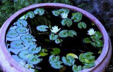 Seerose weiß zwergseerose gebraucht kaufen  Kaiserslautern