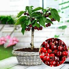 20pcs cherry seeds for sale  Rockville