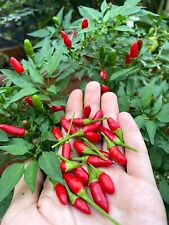 Semi peperoncino diavolicchio usato  Volpago del Montello