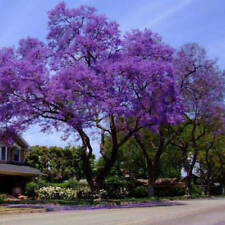 Paulownia tomentosa empress for sale  EXETER