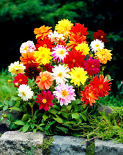 Dahlia dwarf patio for sale  WOLVERHAMPTON