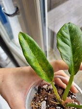 Philodendron narrow ring for sale  KINROSS