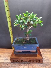 Fllowering indoor bonsai for sale  PETERBOROUGH
