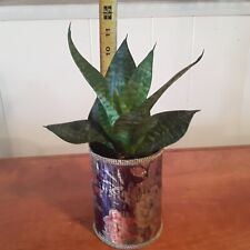 Birdnest sansevieria pot for sale  Seymour