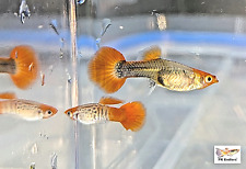 Endlers red koi for sale  Weare