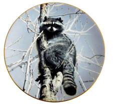 Nature lovable racoon for sale  Belle Fourche