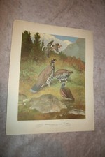 Pidgeon grouse mountain for sale  Cincinnati