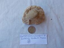 Fossile. oursin.echinolampas.l d'occasion  Sainte-Maxime