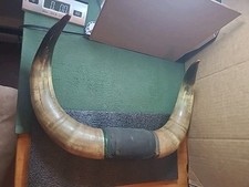 Vintage mounted steer for sale  Sparta