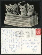 Beautiful cats kittens for sale  UK