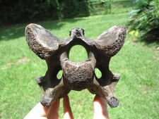 Huge bison cervical for sale  Tallahassee
