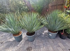 Yucca rostrata blue for sale  SHEFFIELD