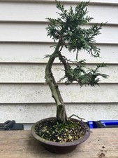 Shohin thuja bonsai for sale  Silver Spring
