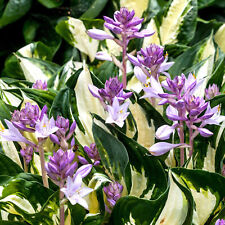 Hosta fire ice for sale  UK