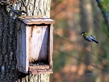 Photo mésange charbonnière d'occasion  Le Pouliguen